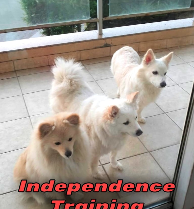Independence dog training in gurgaon at gurgaondogtraining.in