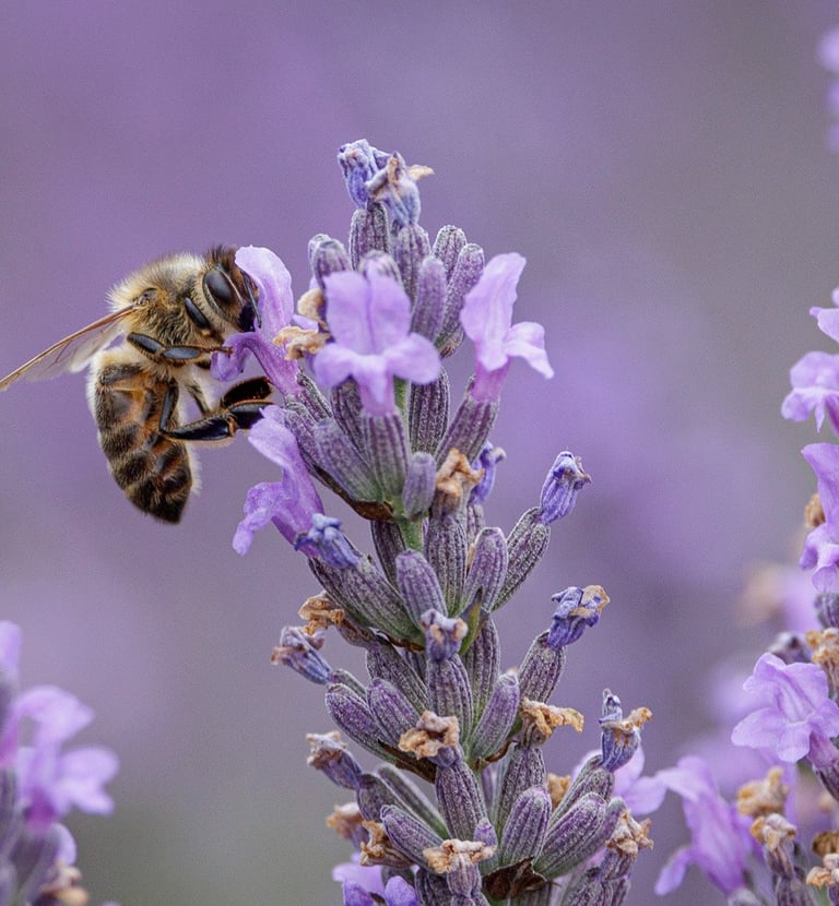 Honey bee collecting nectar from a blooming purple lavender flower in a summer field.