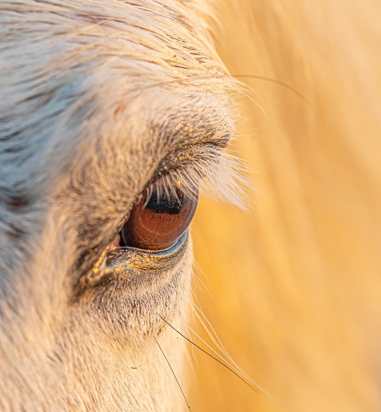 Extreme close-up of a white horse eye reflecting golden sunlight during sunset.