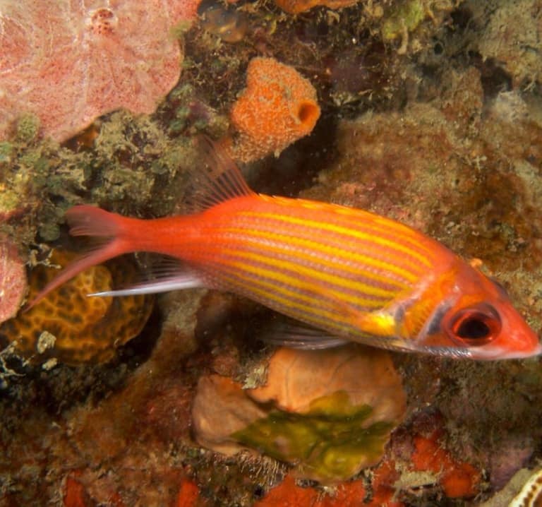 Biodiverté Fort Liberté Haïti