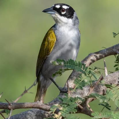 Image d'un oiseau rare de Fort Dauphin Fort liberté Haïti