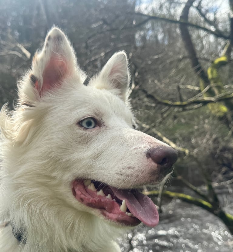 a dog with dog walkers in harrogate