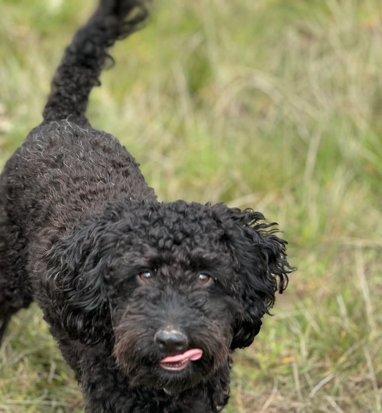 A dog with dog walkers in harrogate