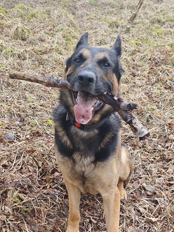Deutscher Schäferhund mit Stock im Maul