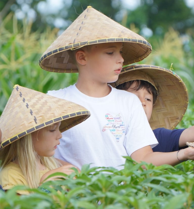 Bali farming