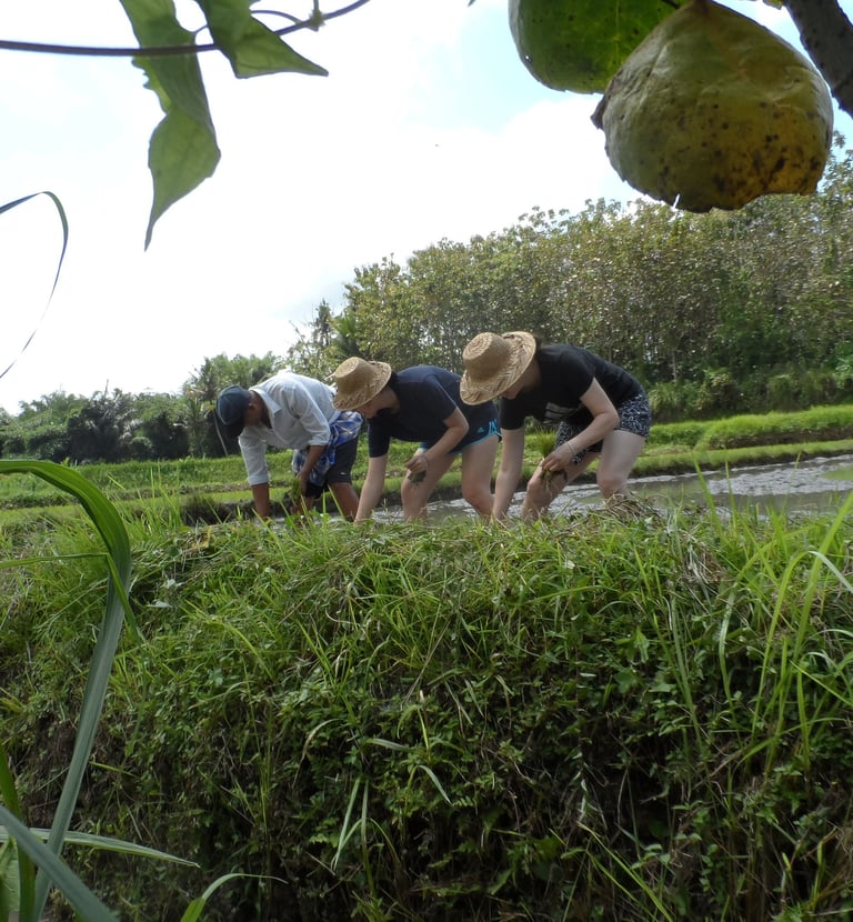 Bali farming