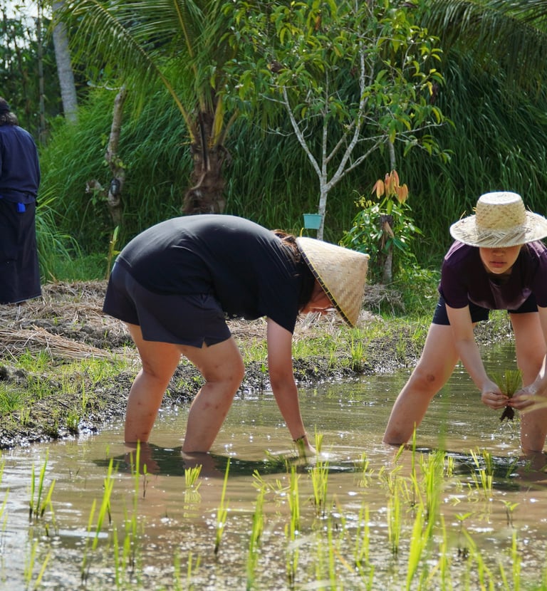 Bali Rice Farming