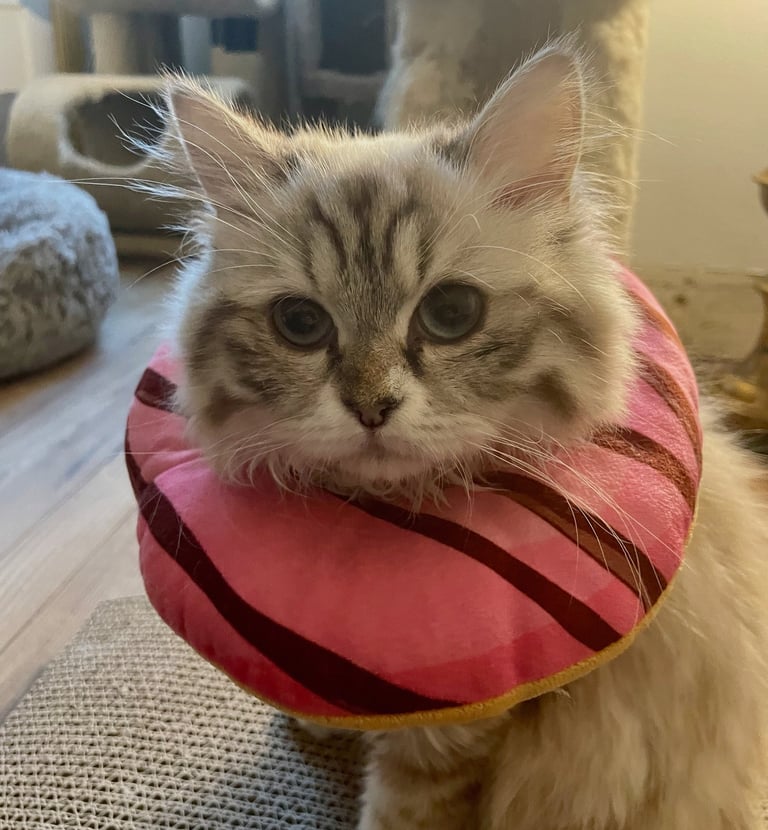 Gabriella - grey female Persian mix (adopted November 2025)