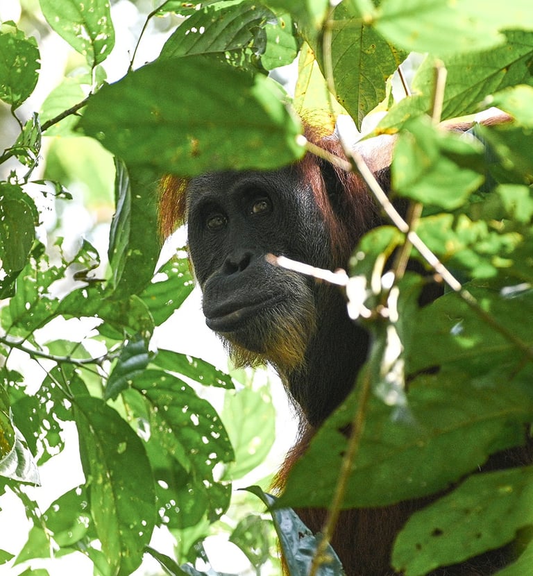 Bukit Lawang Trekking