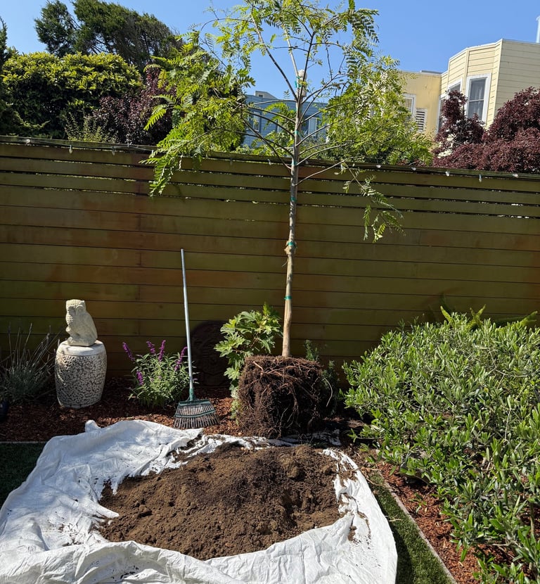 Young tree with exposed roots ready for planting in a backyard garden with fresh soil on a white tar