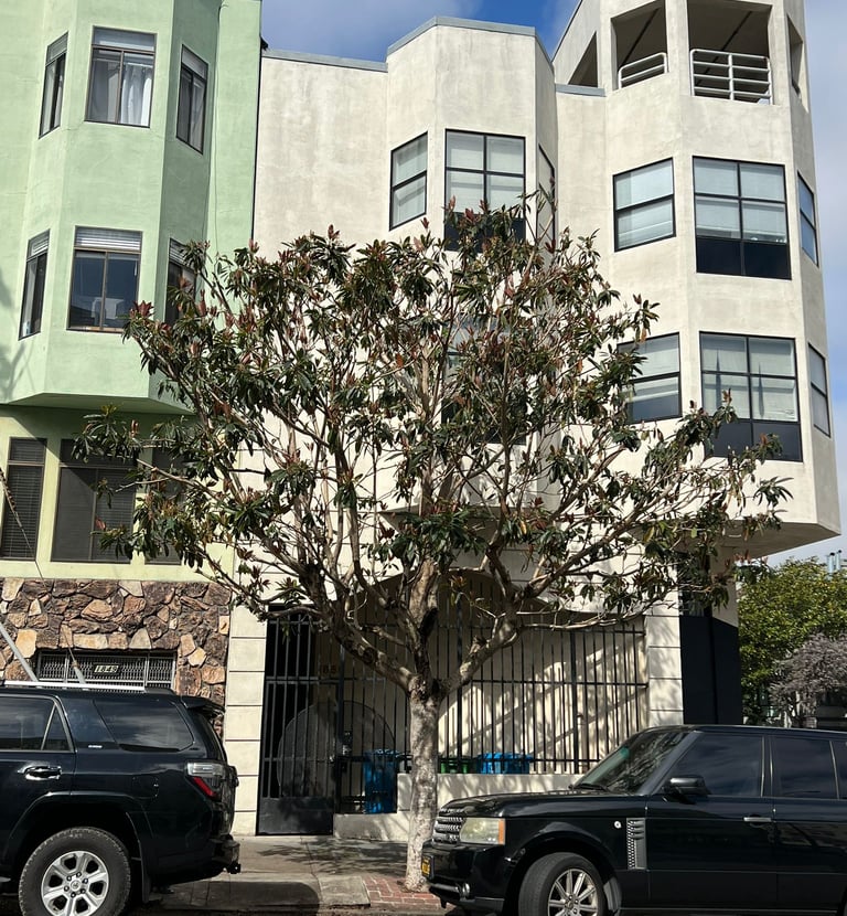 Tree installation landscaping project in San Francisco featuring a newly planted sidewalk tree besid