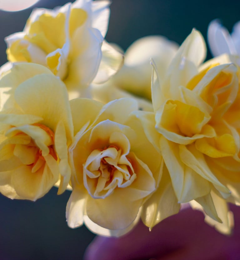 bouquet-fleurs-habay-la-vieilles-fleuriste
