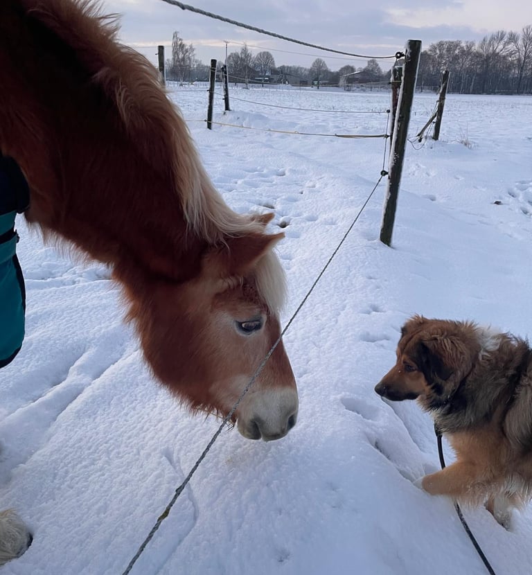 A chestnut horse and a fluffy brown dog meeting across a fence in a snowy winter field.