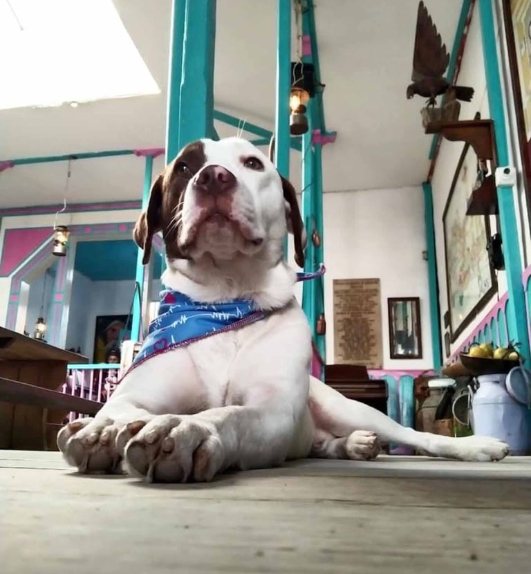 perro labrador en el Restaurante El Hato de Evelio somos Pet-friendly su mascota es bien recibida