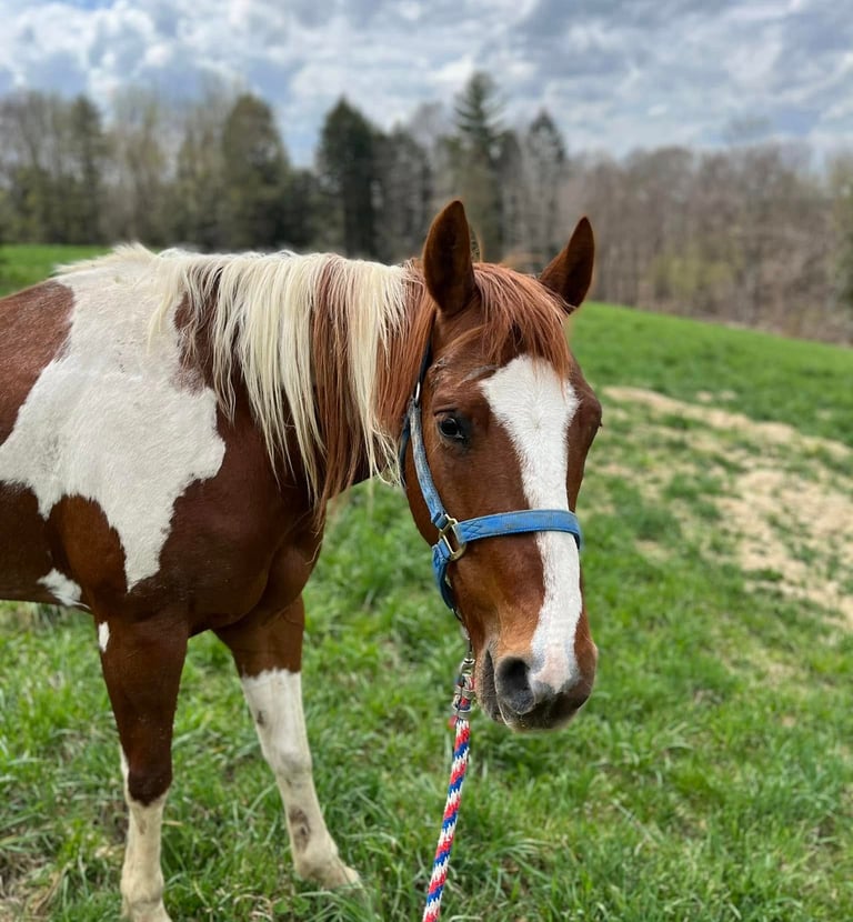 A brown and white Paint horse wearing a blue halter in a green grassy pasture field.