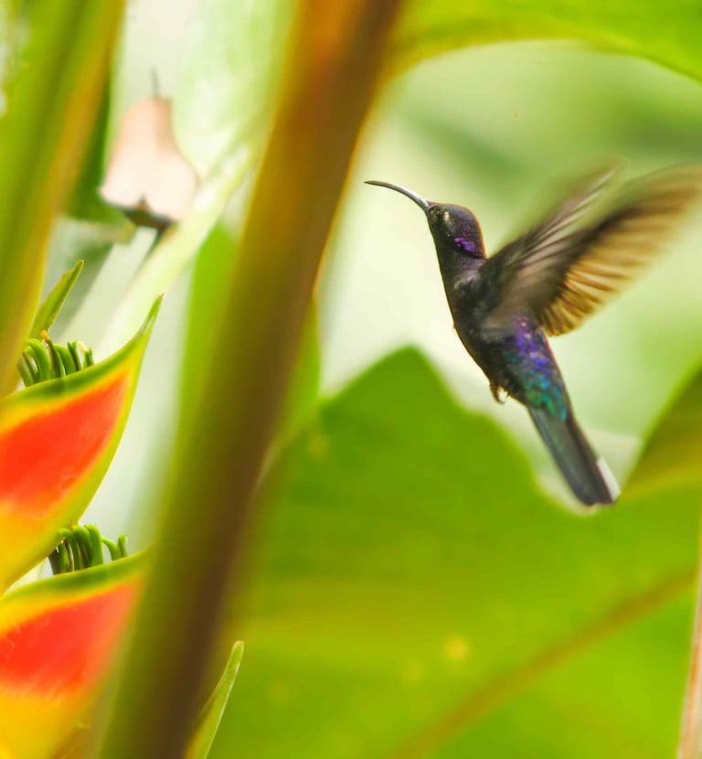 birding guide el salvador Rodolfo Walsh - hummingbird flying