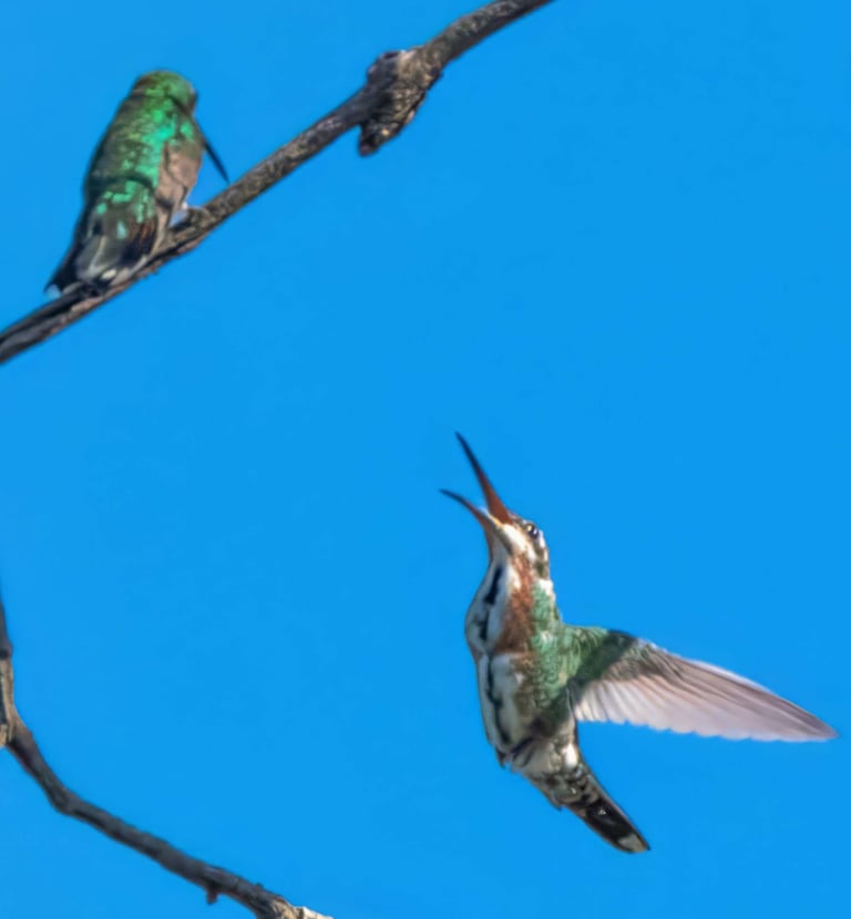 birdwatching tours el salvador - hummingbirds