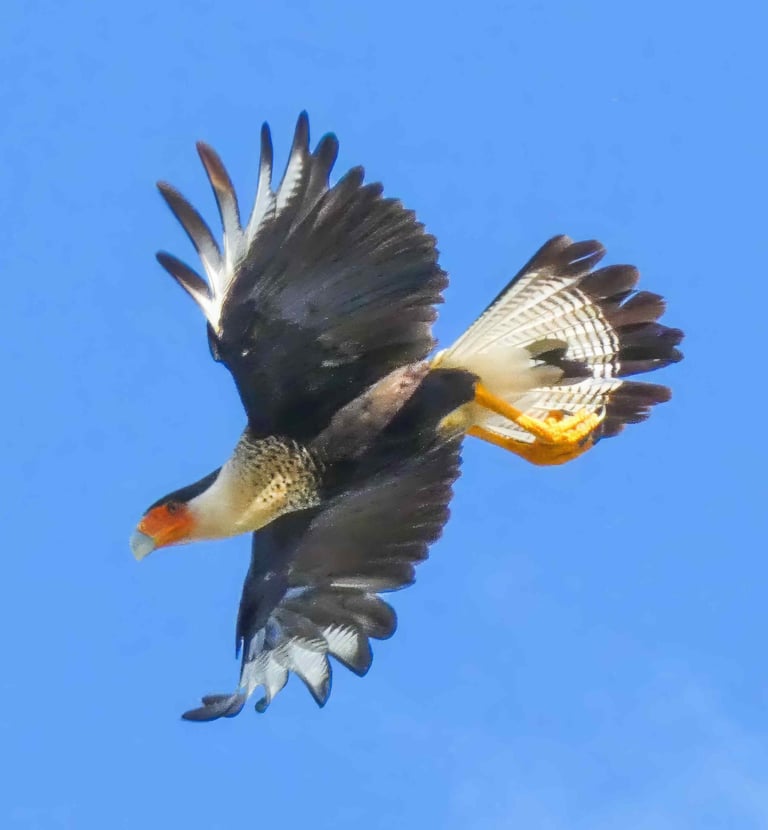 Birdwatching tours el salvador- Caracara flying through the air with its wings open