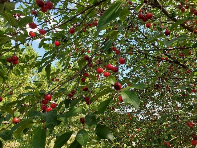 Sour Cherries used in Dog Byt Sour Cherry Infused Cider