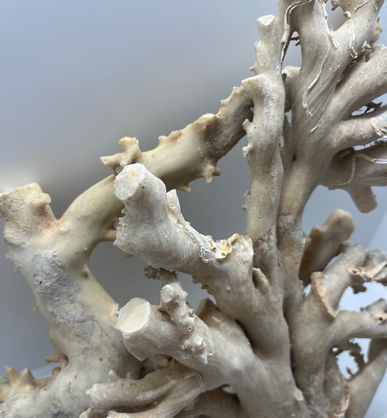 corallo rosa dell'oceano pacifico