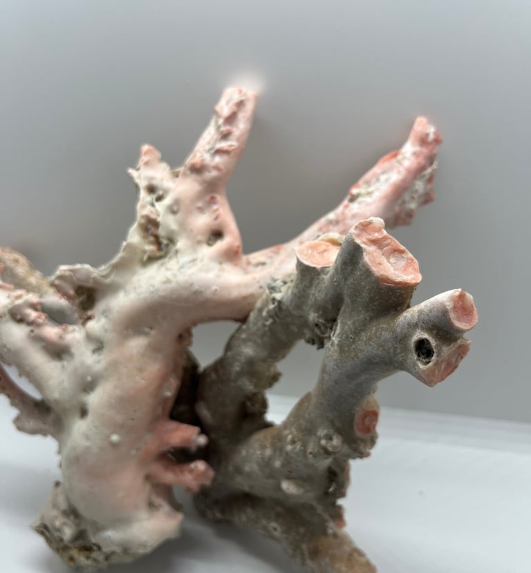 corallo rosa dell'oceano pacifico