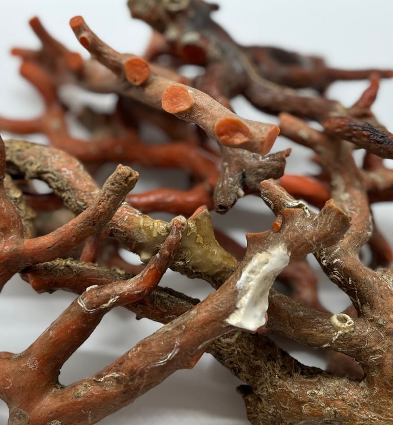 corallo Sciacca del mar mediterraneo ( corallium rubrum)