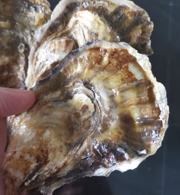 Brancaster Oysters