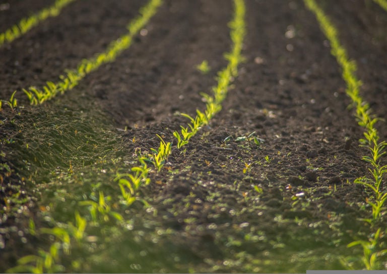 a field with a few plants growing in the middle of the field