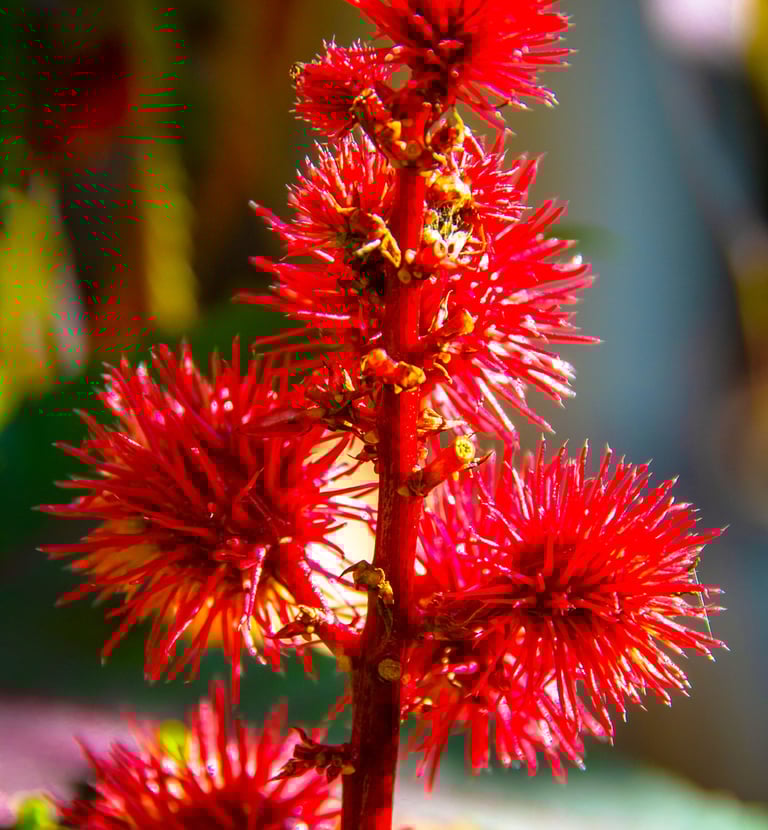 Wild flowers of Zante