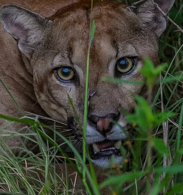 Puma in Meta project. Terra Forest