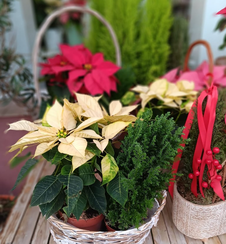 Poinsettia plant used for festive indoor decoration.