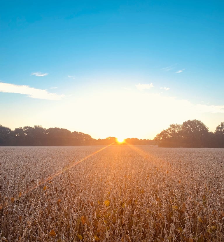 a field of dry corn in the sun setting ready for harvest
