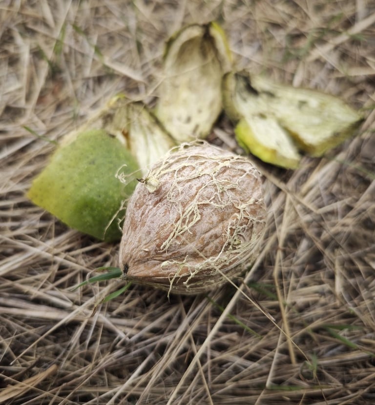 Zreo orah spreman da se pokupi