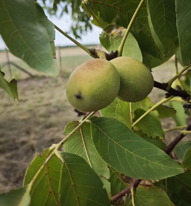 Orasi u procesu sazrevanja