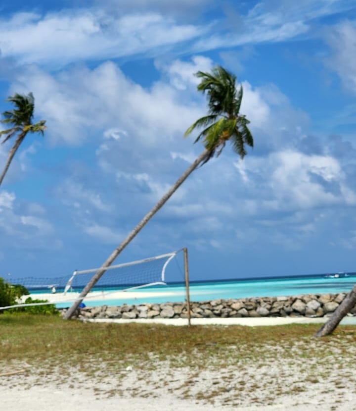 a beach with palm trees and a beach