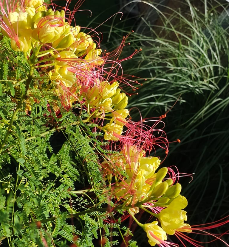 El Refugio - Naturaleza en flor