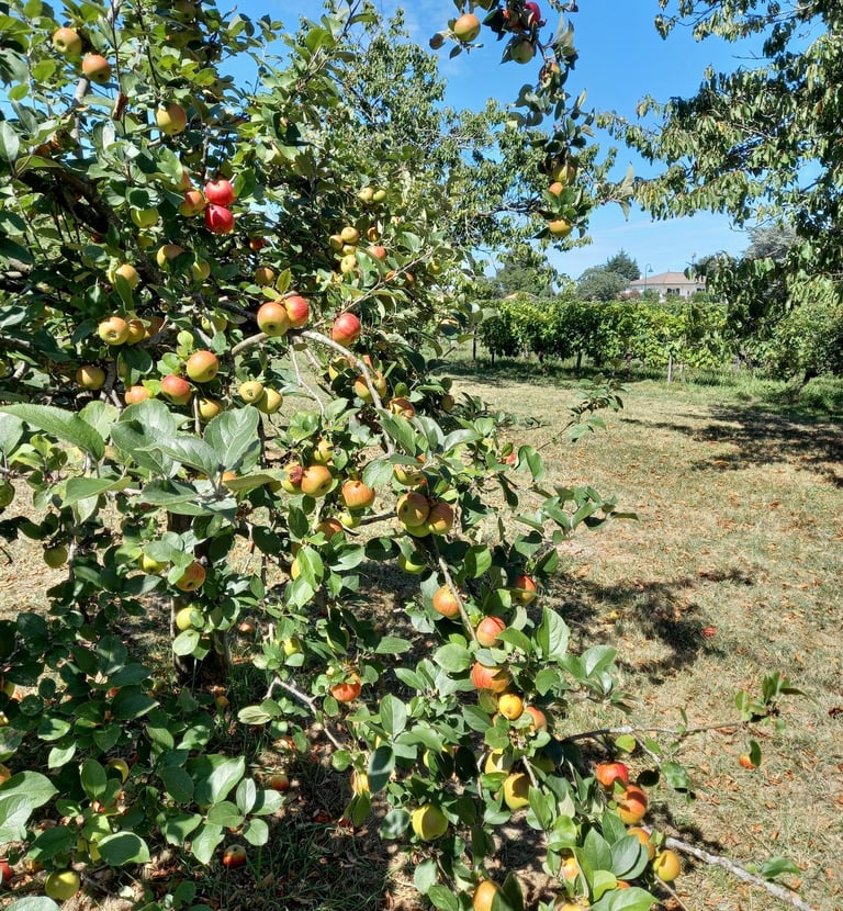 France-South-West-Gironde-Pompignac-Property for sale-garden10