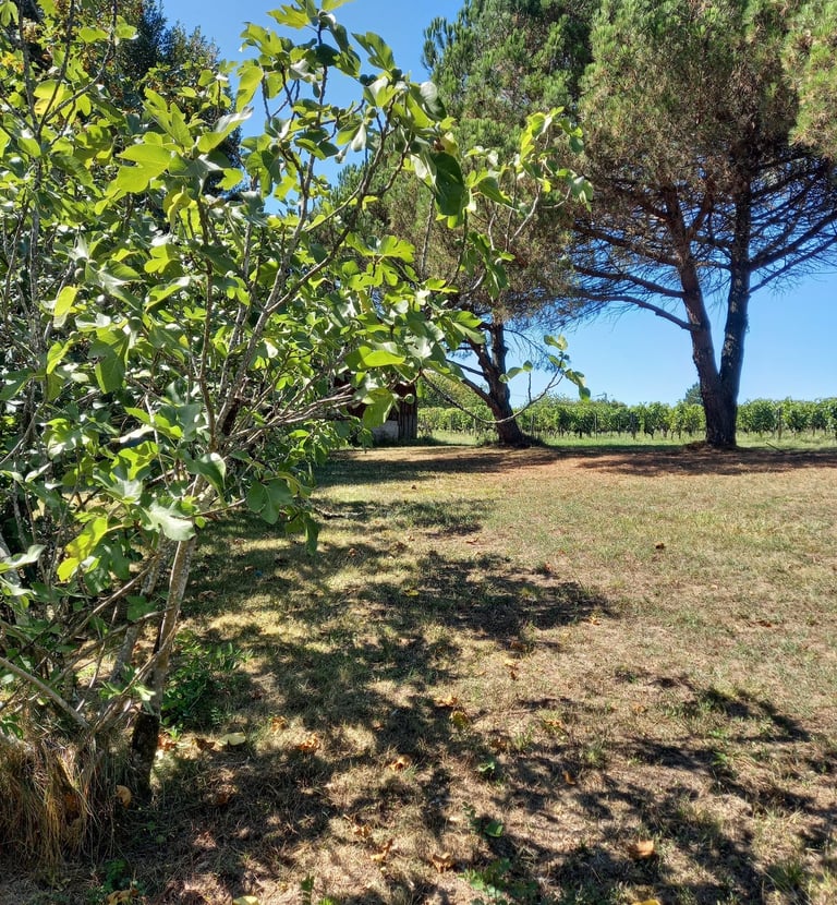 France-South-West-Gironde-Pompignac-Property for sale-garden9