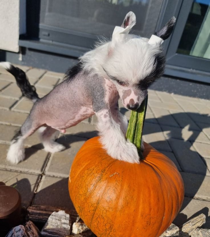 a dog is standing on a brick wall