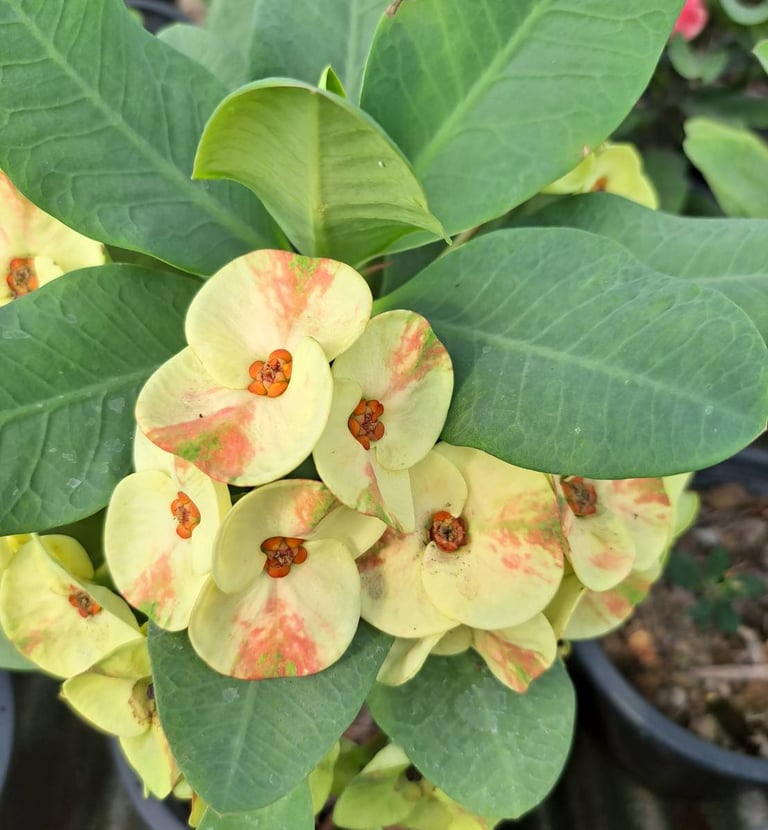 euphorbia-milii-sethi-mai