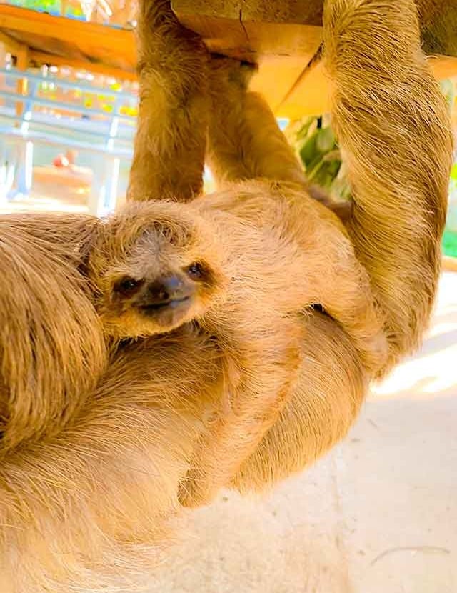 Sloth Encounters