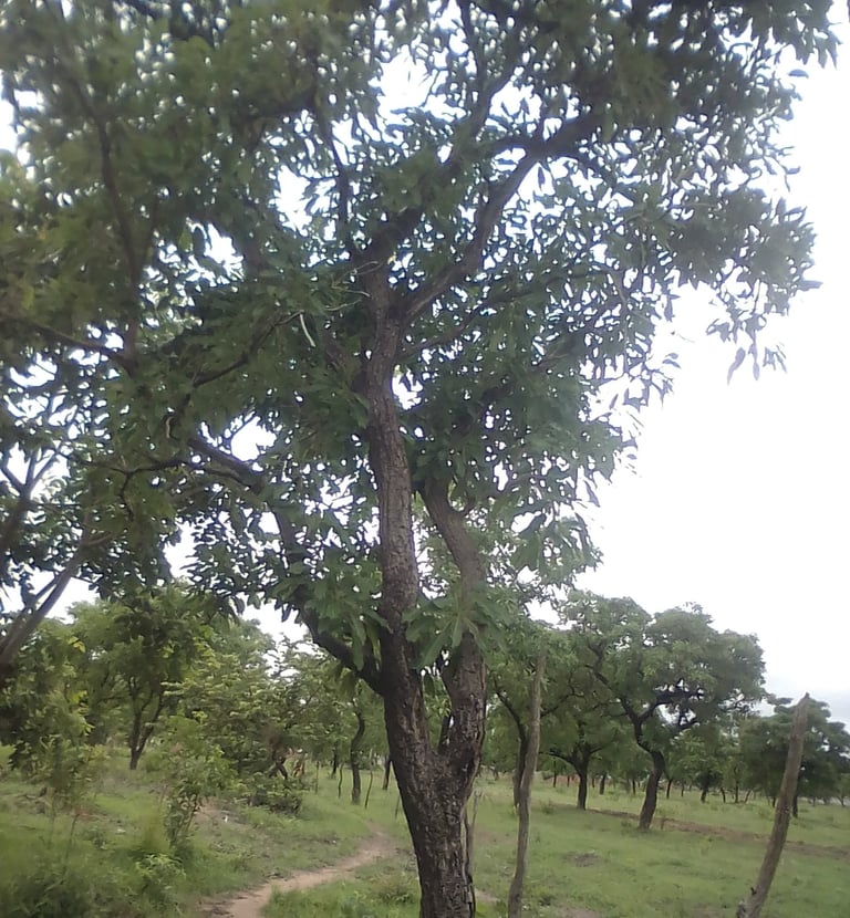 shea-butter-trees - forest