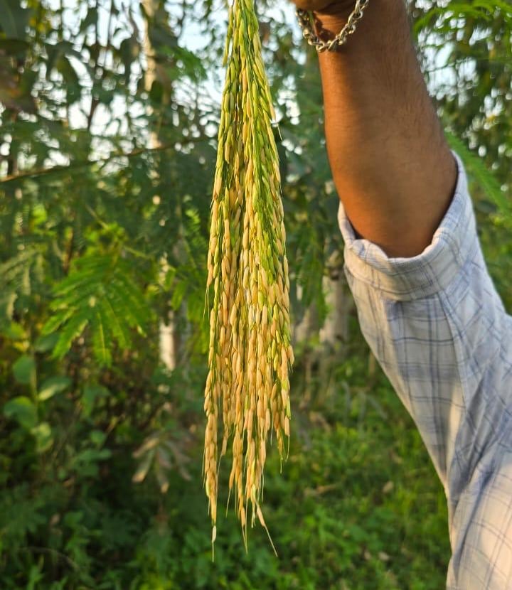 A farmer holding a bundle of golden ripe rice stalks in a green paddy field.