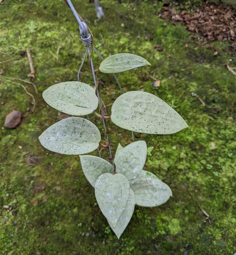 Hoya glabra ‘Gin’ with glossy green leaves and distinctive venation