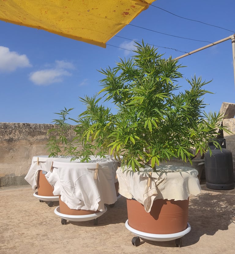 Outdoor Cannabis Plants in Malta