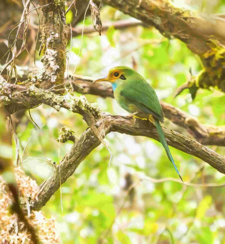 Birdwatching tours guatemala - Blue-throated Motmot