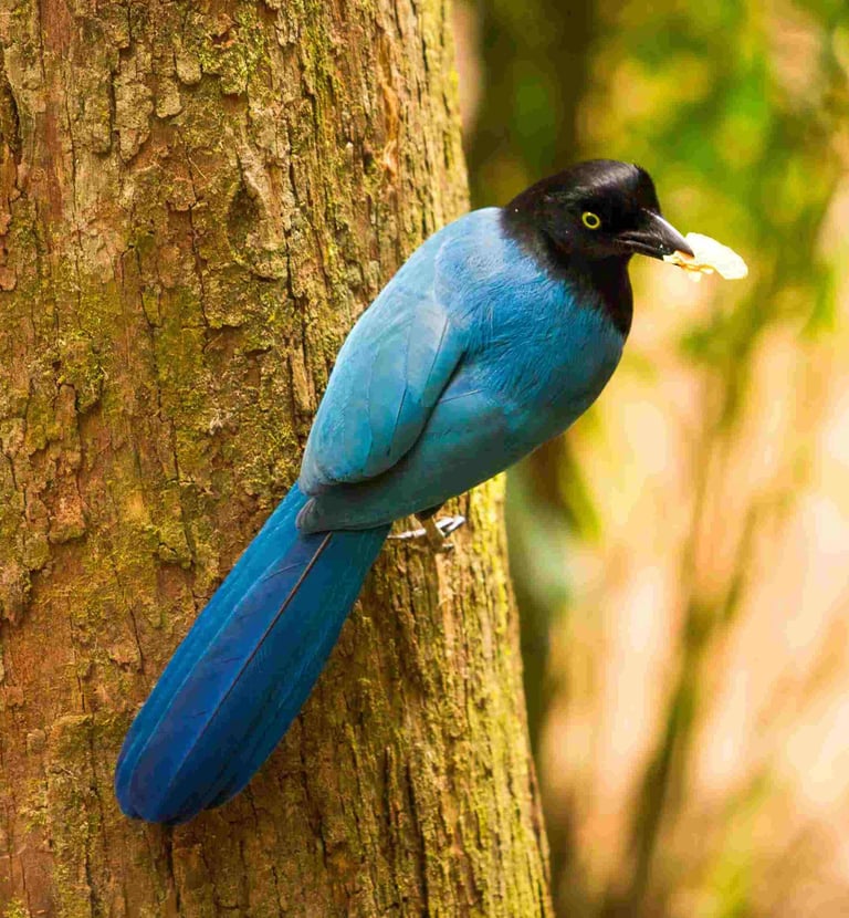 birwatching tours guatemala- Bushy-crested Jay