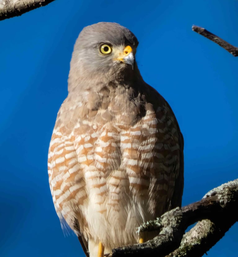 Birdwatching tours guatemala - Hawk