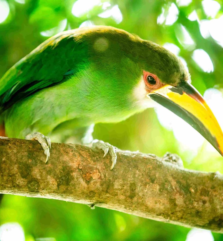 Birdwatching tours guatemala- Northern Emerald-Toucanet