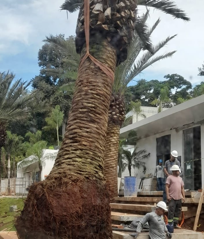 Plantio e Colocação de Árvores